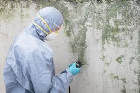 Best Real Estate Mold Inspection  in Brookhaven, PA